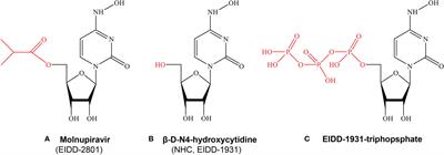 Molnupiravir and Its Antiviral Activity Against COVID-19